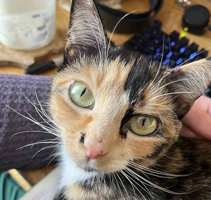 Photo of Callie