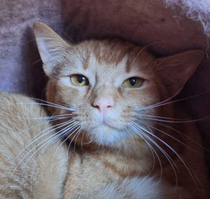 Photo of Copper