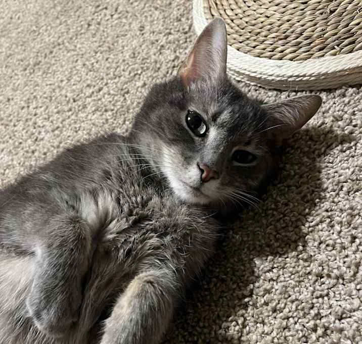 Photo of Violet