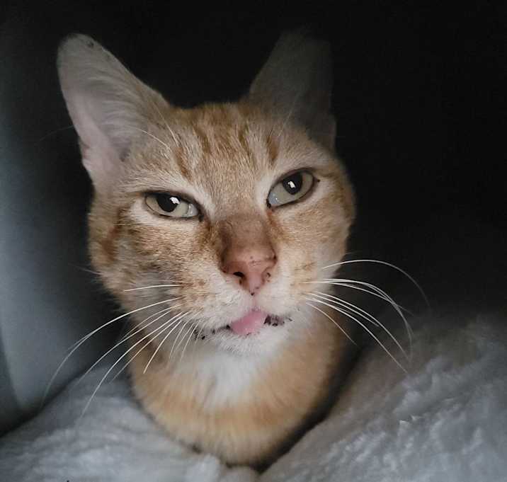 Photo of Casper