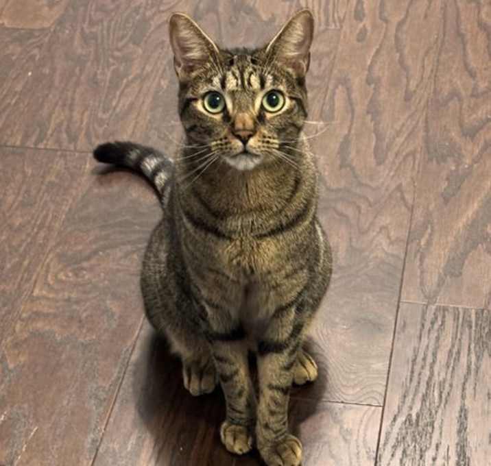 Photo of Ancho