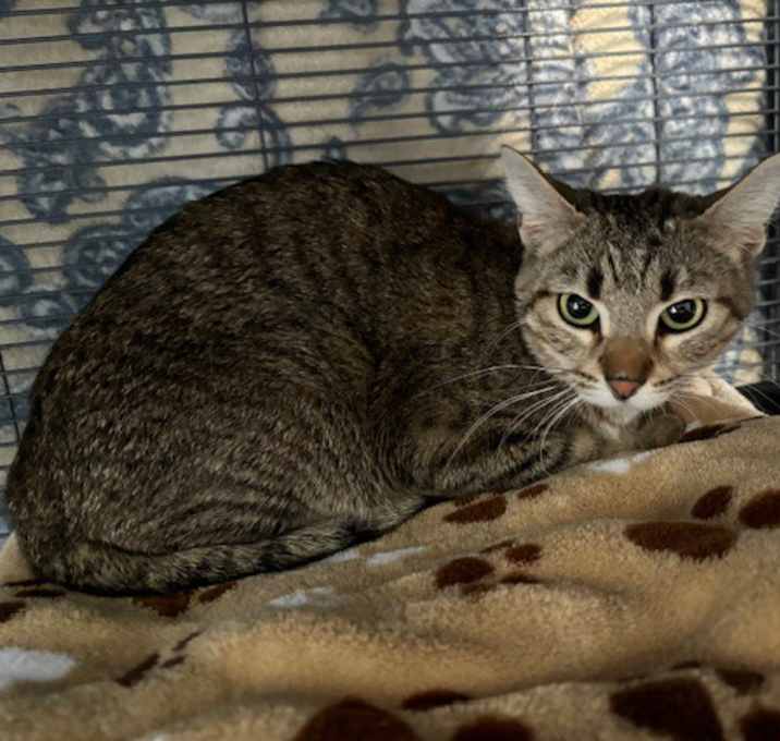 Photo of Coco