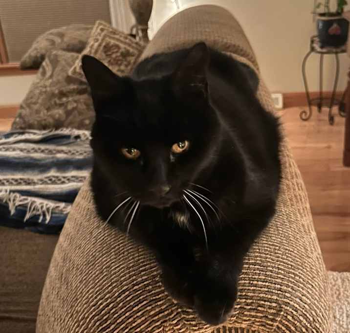 Photo of Angus