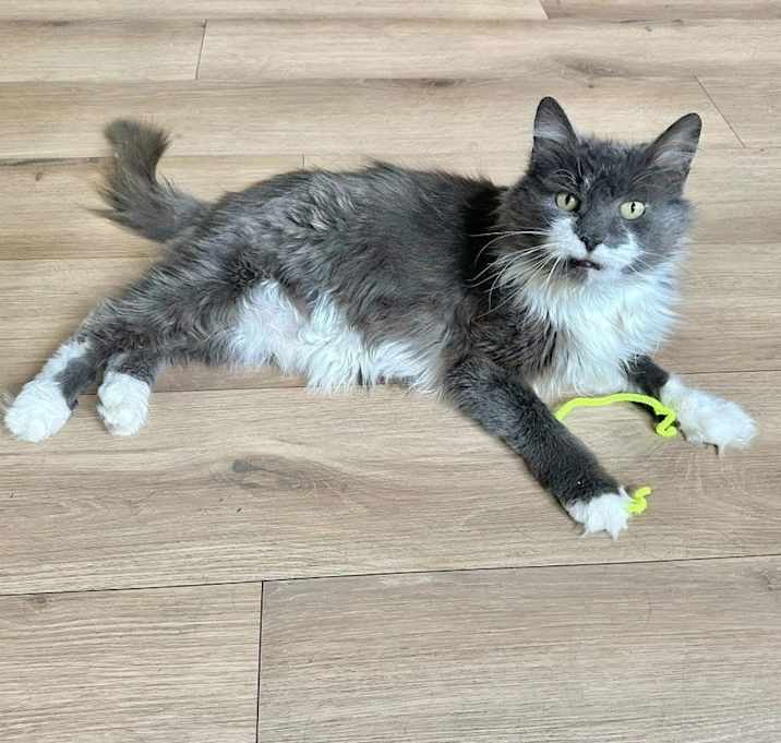 Photo of Blanche Kitty