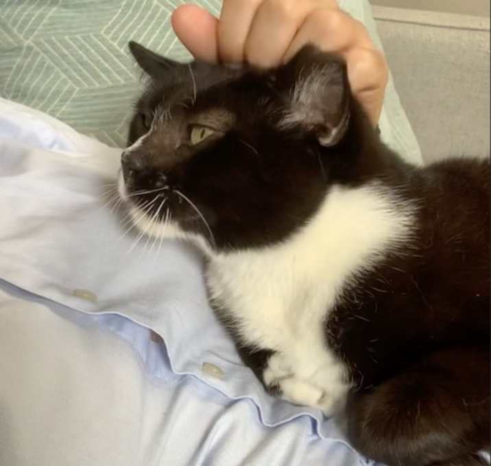 Photo of Beans Polydactyl!