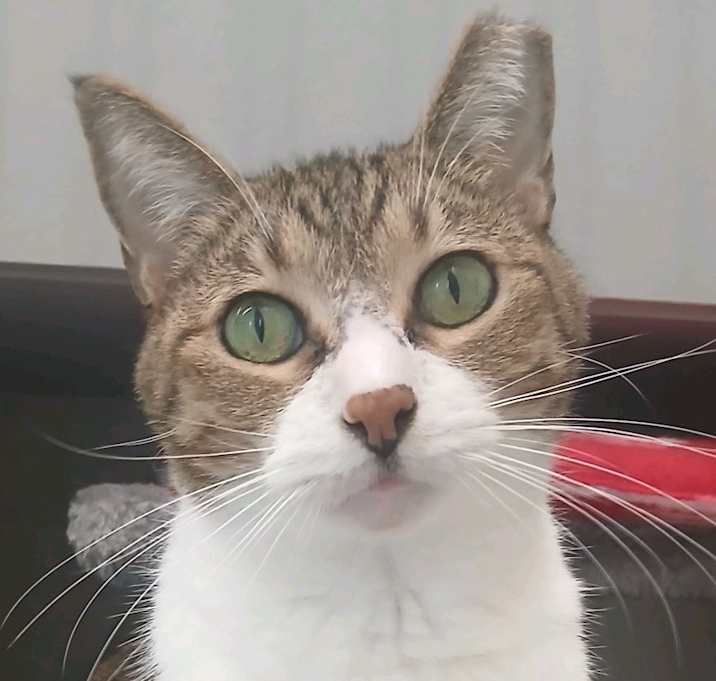 Photo of Sweet Heart