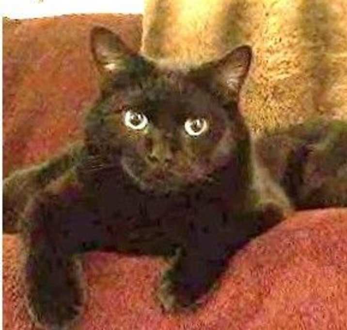 Photo of Tyson - BONDED with Elvira