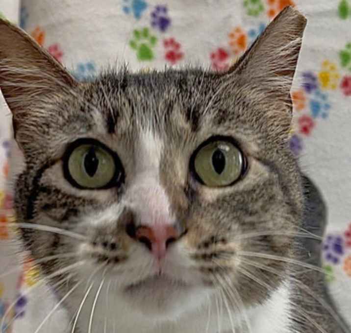 Photo of Abelina
