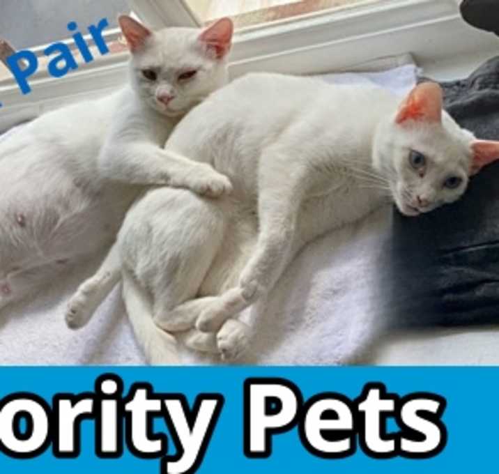 Photo of Arctic   *A PRIORITY PET*