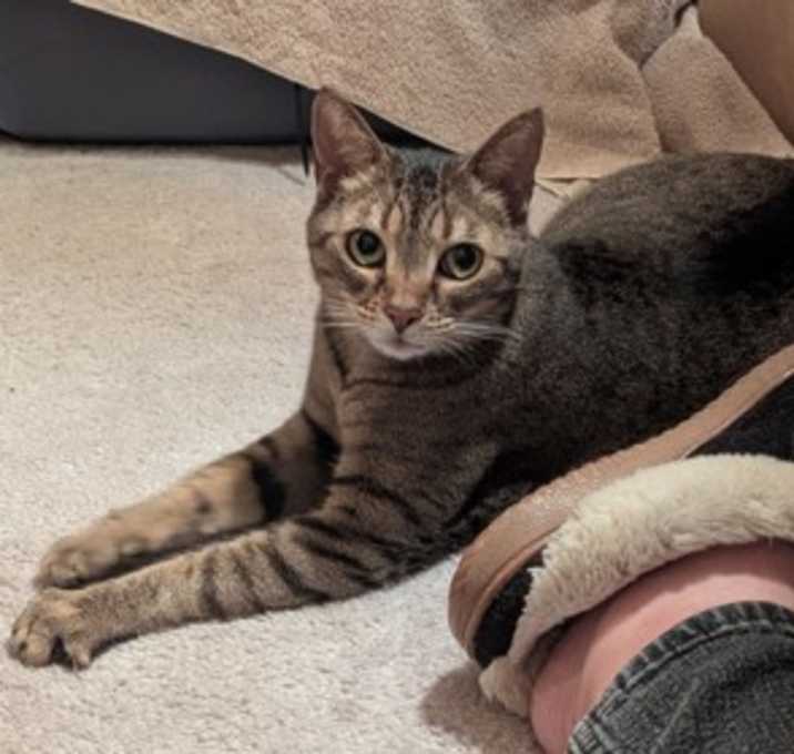 Photo of Quinn *Located in Foster*