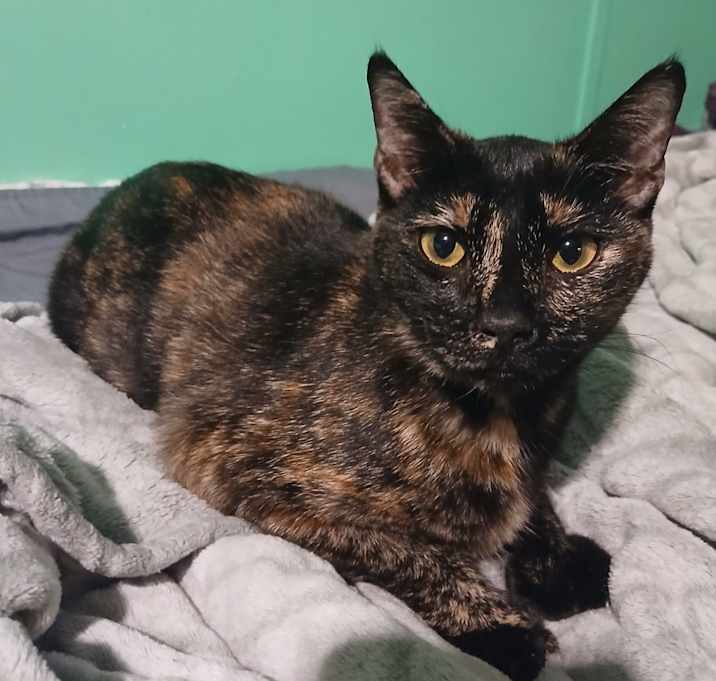 Photo of Tootsie