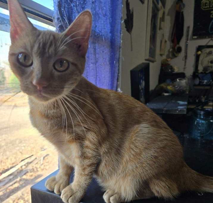 Photo of Honey
