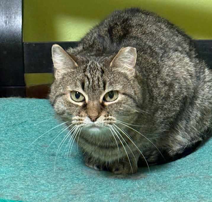 Photo of Gracie