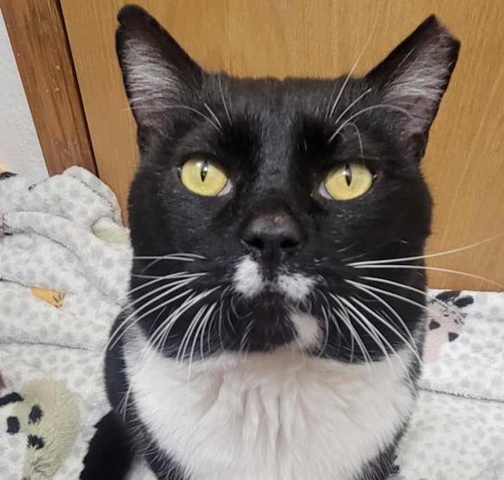 Photo of Romeo