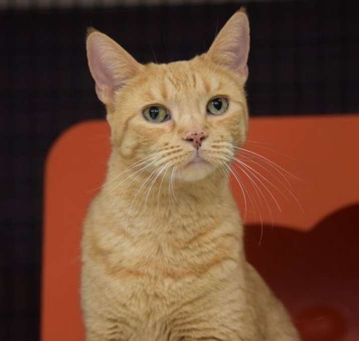 Photo of Lucky Lovebug [Permanent Foster]