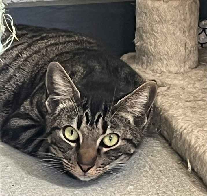 Photo of Tiger