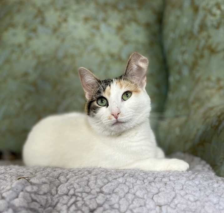 Photo of Tigger