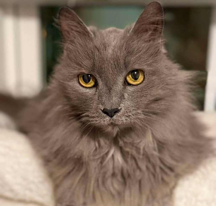 Photo of Miss Muffet - AB