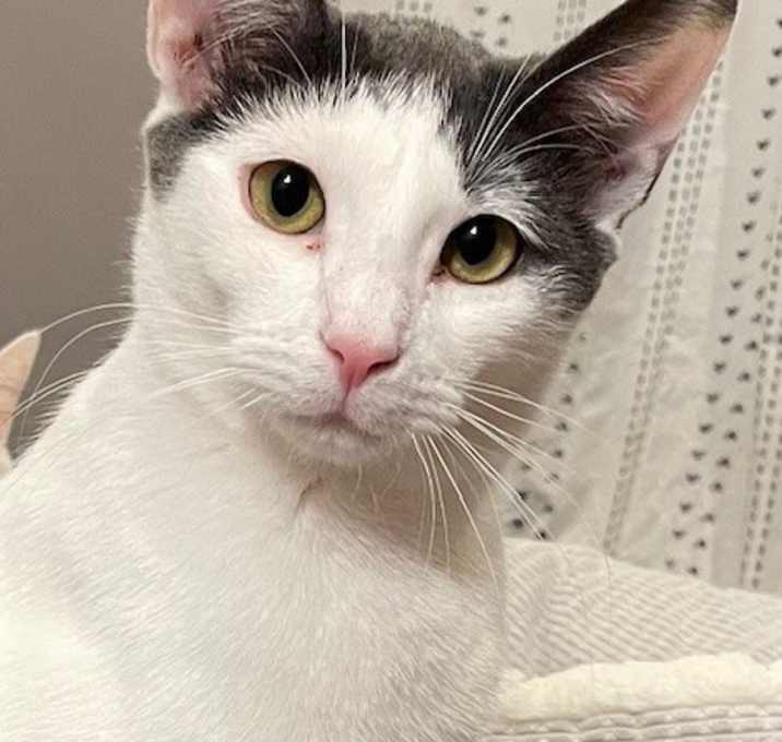 Photo of Polo (LE)
