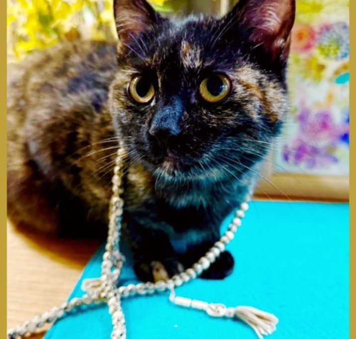 Photo of Truffles