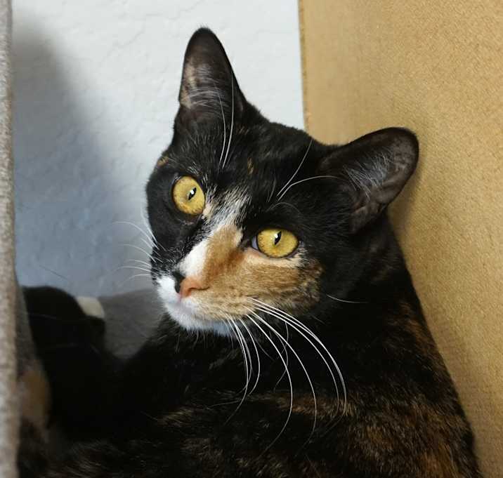 Photo of La Nala