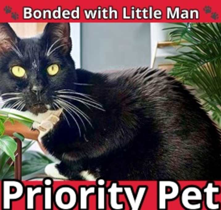 Photo of Miss Bonita   *A PRIORITY PET*