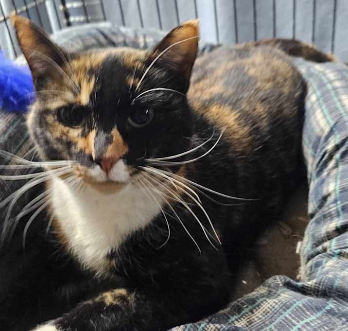 Photo of Sally-- bonded pair