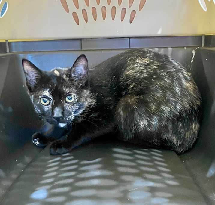 Photo of Luna