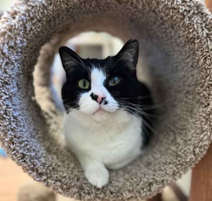 Photo of Fluff Puff-Bonded with Blackbe