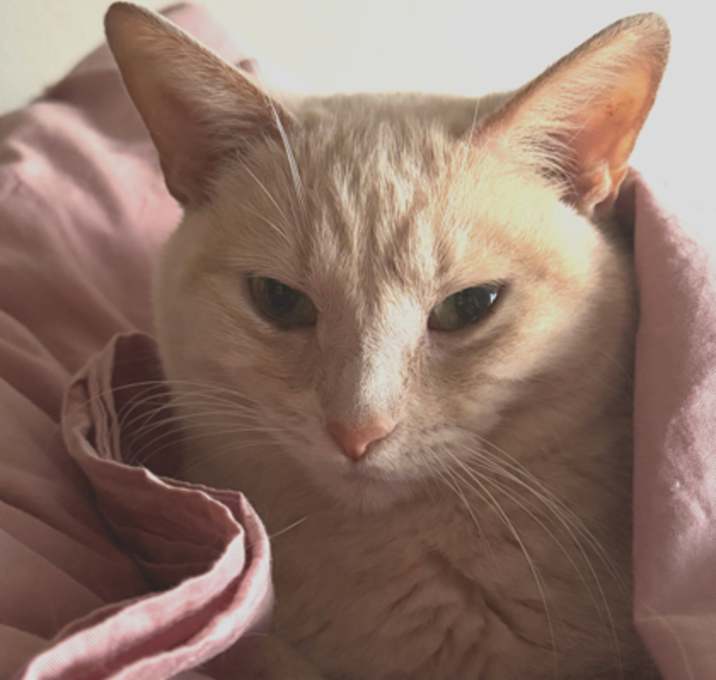 Photo of Hamlet