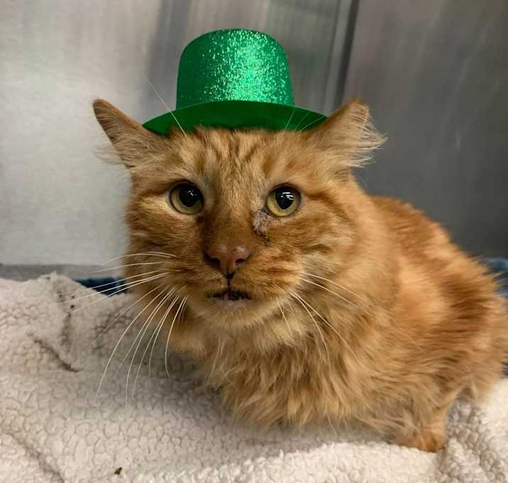 Photo of Garfield