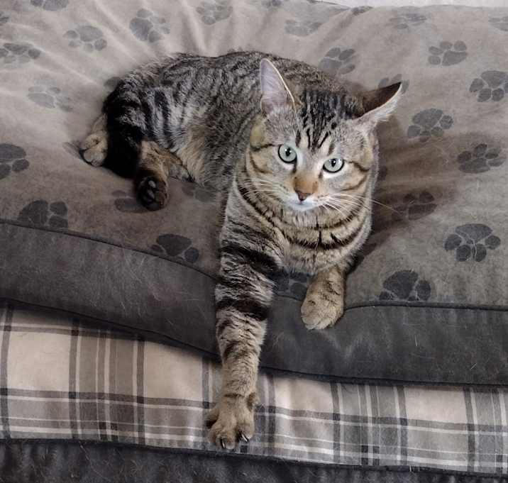 Photo of Lupin