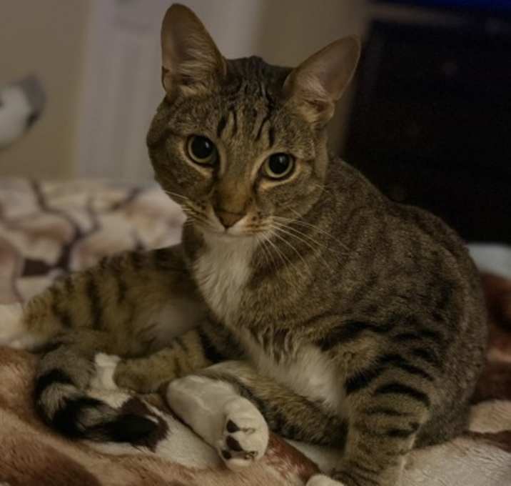 Photo of William Page