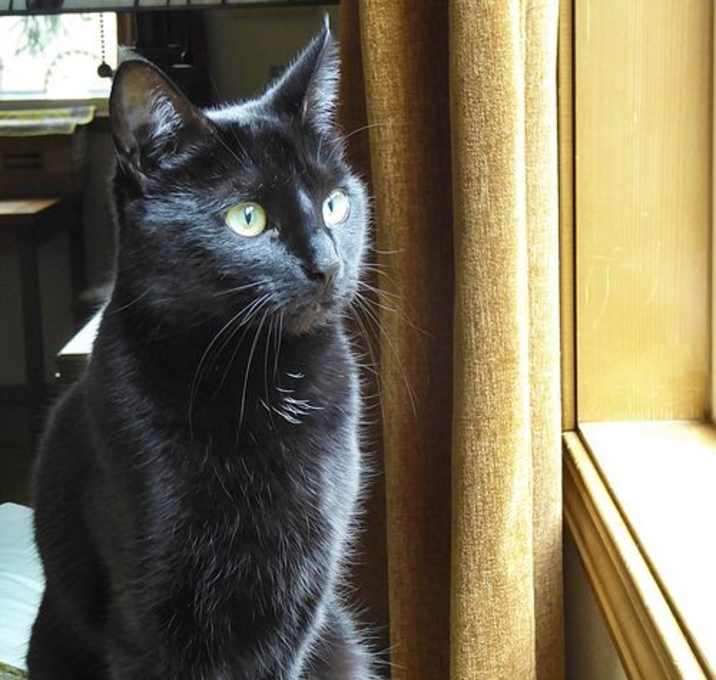 Photo of SOPHIE - Offered by Owner -Black Beauty