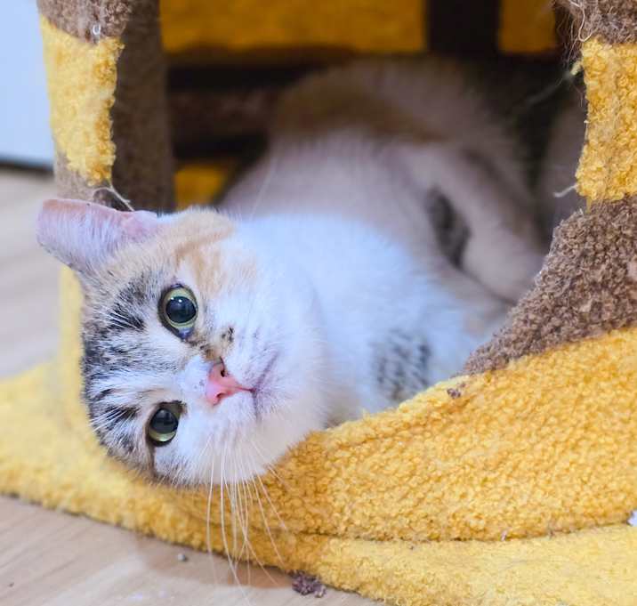 Photo of Clover