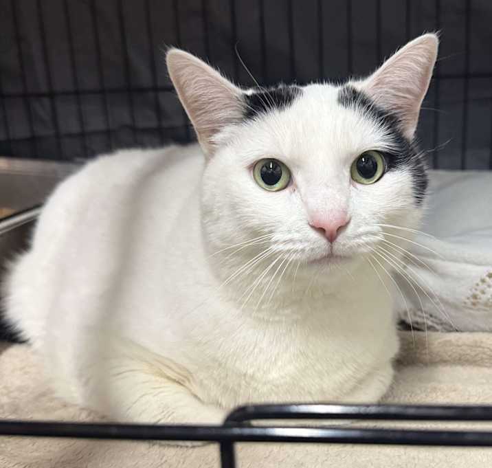 Photo of Ghost