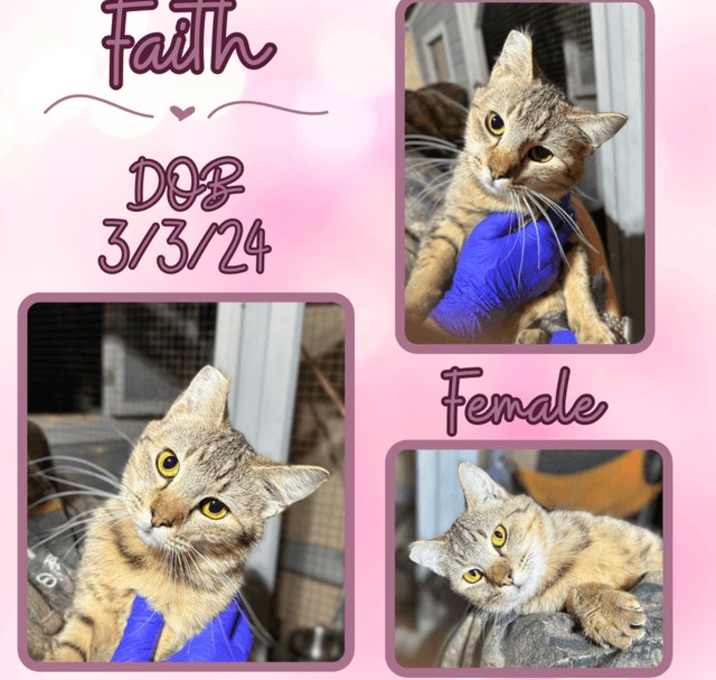 Photo of Faith