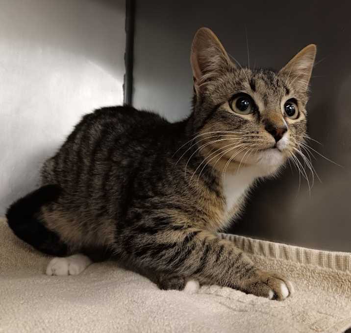Photo of Artemis