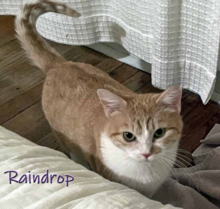 Photo of Raindrop