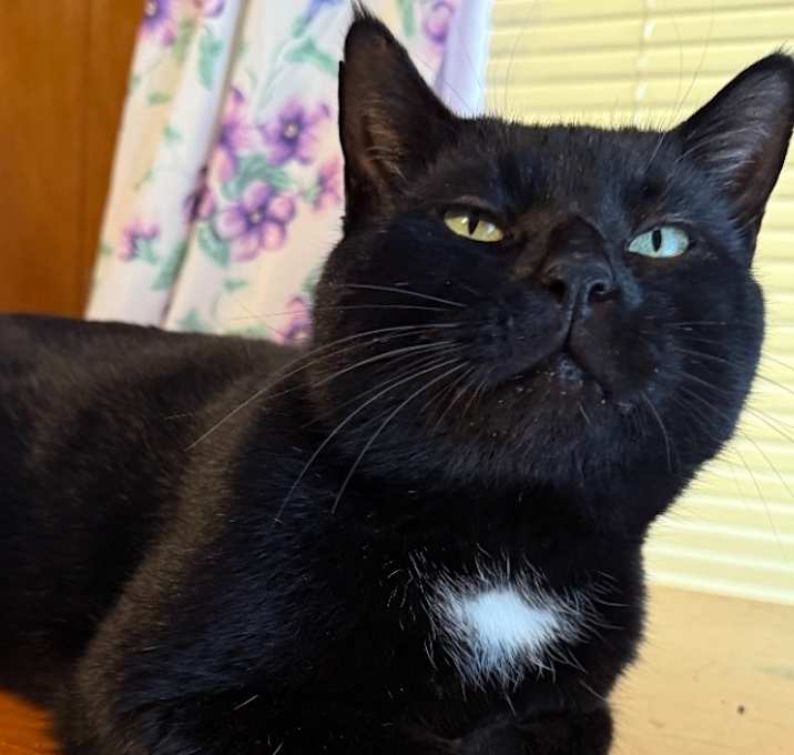 Photo of Shadow