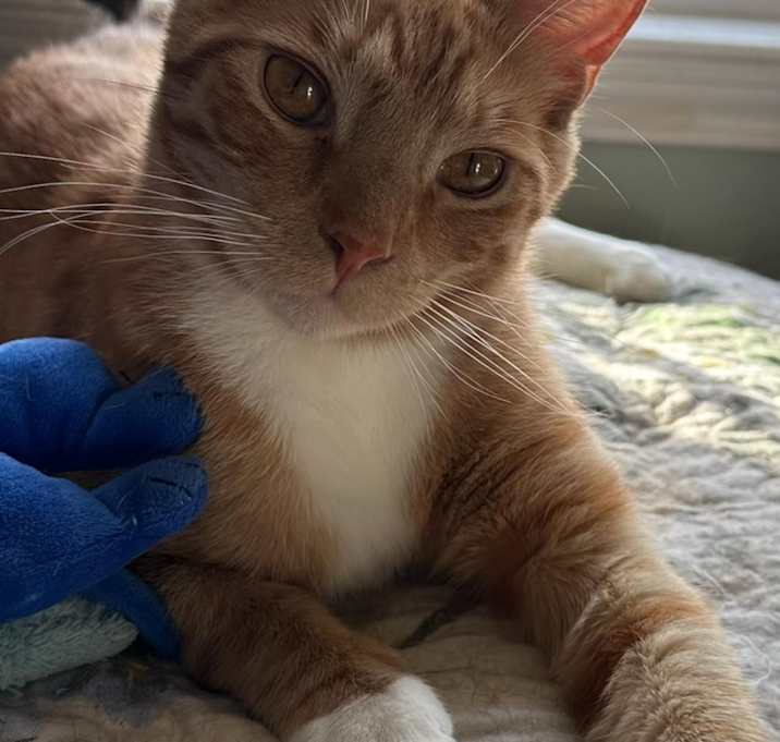 Photo of Socks