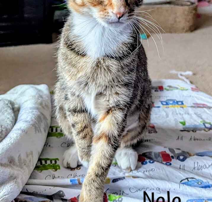 Photo of Nala