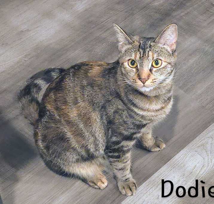 Photo of Dodie