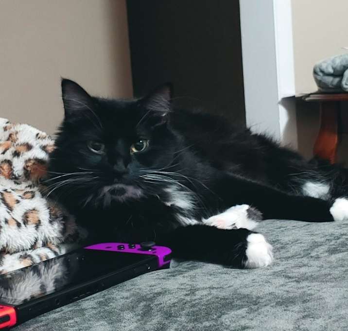 Photo of Thunder Cat