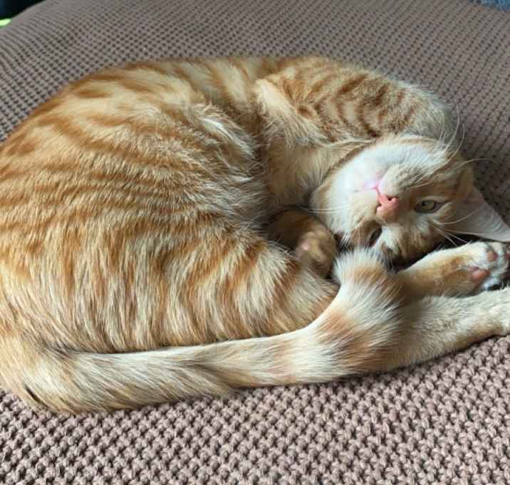 Photo of Tig