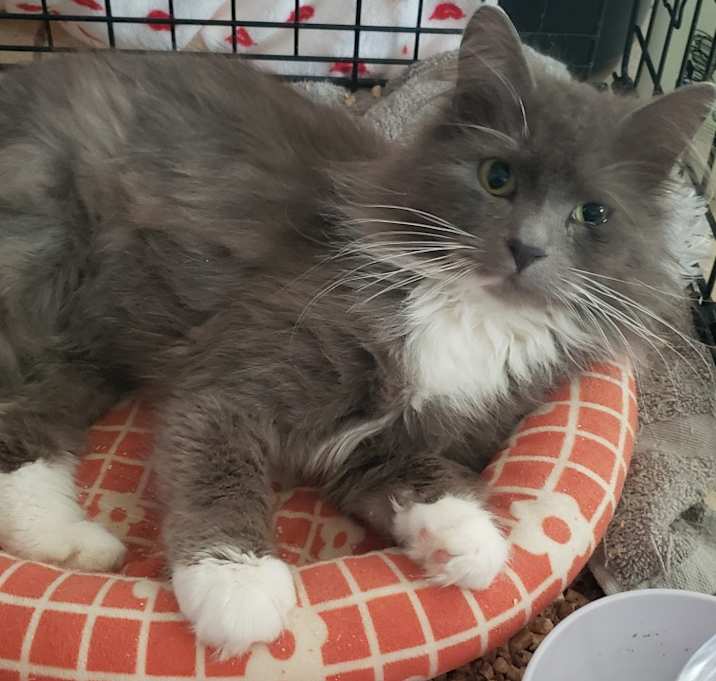Photo of Merlin