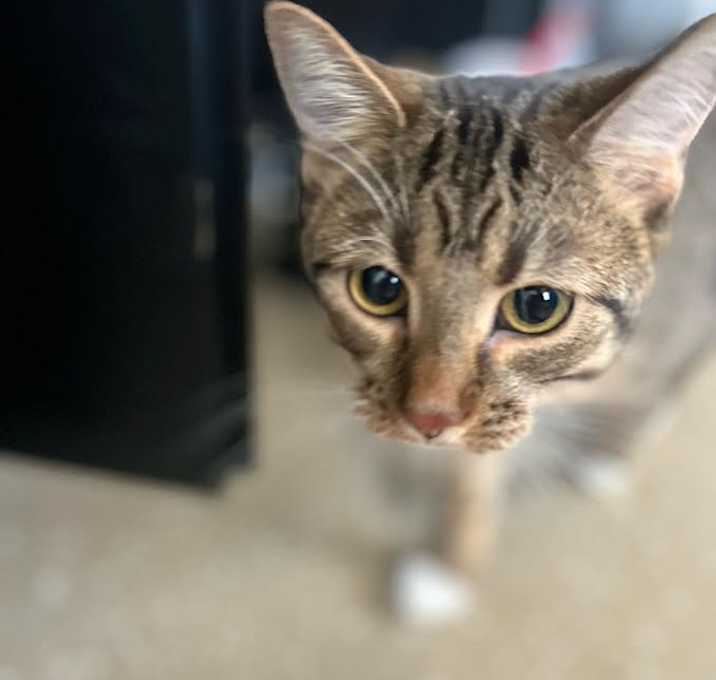 Photo of Loki