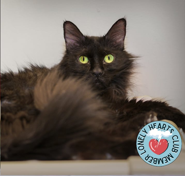 Photo of Olive