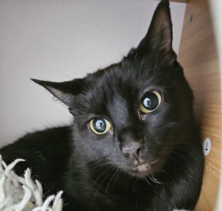 Photo of Midnight