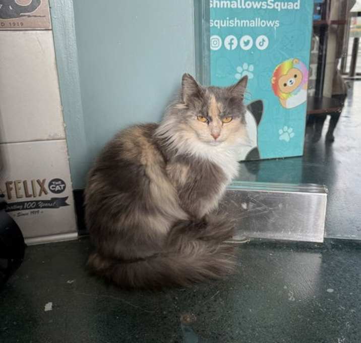 Photo of OLEE MISS 3184